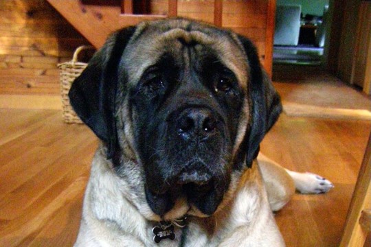 Old English Mastiff Head